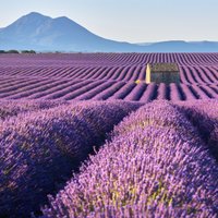 Zili violetā idille – pieci skaisti lavandu lauki Eiropā