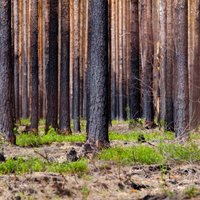 Astoņas personas lūdz apsūdzēt par zemes un meža izkrāpšanu Latgalē