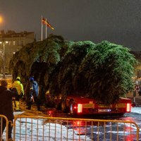 Раскрыта тайна вильнюсской елки: в этом году в столице Литвы будет стоять живое дерево