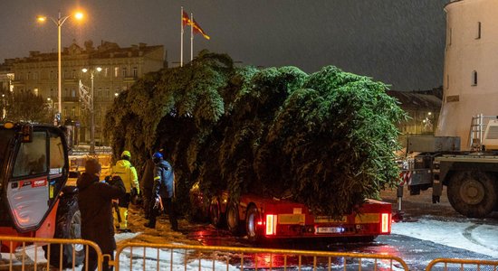 Раскрыта тайна вильнюсской елки: в этом году в столице Литвы будет стоять живое дерево