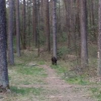 Читатель: Гулял по лесу Шмерли, никого не трогал, а тут бац - кабаны (+ фото)