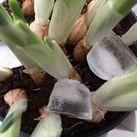 Efektīvs augu laistīšanas veids aizmāršām, izmantojot ledu