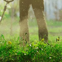 Как вырастить красивый газон у собственного дома или в городском дворе