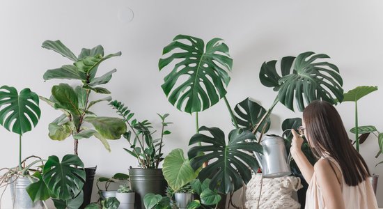Easy Pot приглашает поучаствовать в бесплатном обмене домашними растениями