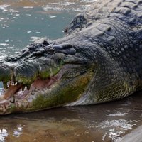 В Австралии крокодил утащил в море купающуюся женщину