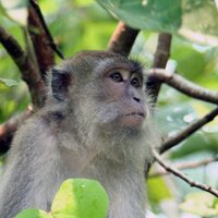 В Индии обезьяна мстит машинистам за погибшего детеныша