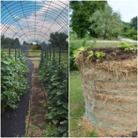 Gurķu arkas un dārzeņi siena rullī: neparasti veidi augu stādīšanai