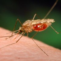 Par 'Gada kukaini 2019' izvēlēts malārijas ods