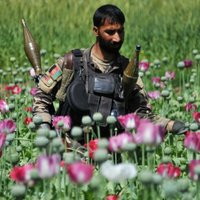 Afganistāna zaudē karā pret narkotikām, atzīst ministra vietnieks