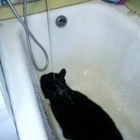 Video: Kaķis, kurš katru vakaru iet dušā