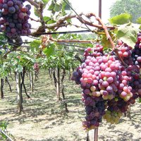 Четыре латвийских маршрута для ценителей хорошего вина