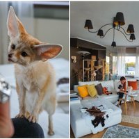 ФОТО. Необычное предложение на Airbnb: квартира в Таллине с пустынной лисичкой – феньком