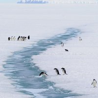 Ученые: Антарктида деградирует и разваливается изнутри