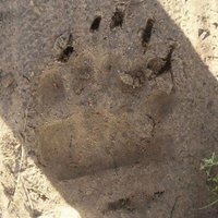 Пойман один из "буянивших" возле границы Латвии медведей: его вышлют в Россию