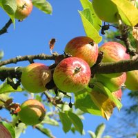 Осенний уход за яблоней: что нужно знать?