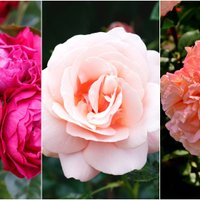 Audzētāji iesaka: 5 izturīgākās un vislabāk pārbaudītās rožu šķirnes