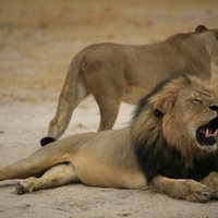 Неизвестный охотник застрелил льва Ксанду — потомка льва Сесила