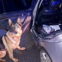 Policijas suns Darvins Madonā palīdz aizturēt vīrieti ar narkotikām