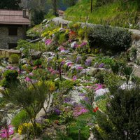 Как правильно выбрать растения для альпийской горки