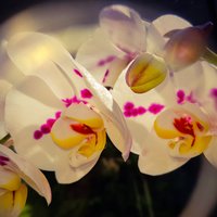 No pārstādīšanas līdz gaisa mitrumam – zelta padomi orhideju kopšanai