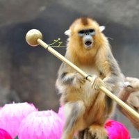 Зоологи впервые увидели, кто помогает рожать обезьянам