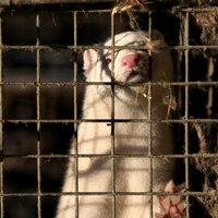 Par dzīvnieku labturības pārkāpumiem 'Baltic Devon Mink' sāk sešus procesus