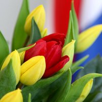 Foto: Nīderlande dāvina Latvijai jaunu tulpju šķirni