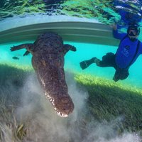 Dienas ceļojumu foto: Cilvēka pelde kopā ar krokodilu
