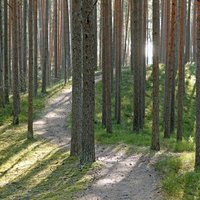 'Rīgas mežiem' būs jāpārtrauc apaļkoku pārstrādes bizness