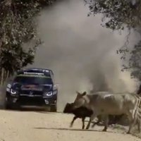 Video: WRC līderis Ožjērs gandrīz 'ielido' govju ganāmpulkā
