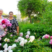 Повелительницы цветов: в гостях у Иевы и Бригиты Сталидзане, в саду которых растет 250 пионов