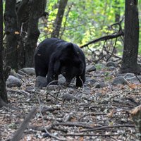 В японском сафари-парке медведь загрыз сотрудницу