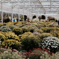 ФОТО: Как выращивают "саженцы" хризантем в Цесисе (плюс советы и приемы садоводам)