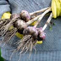 Kaprīzo ķiploku audzēšana Latvijā: pamatlikumi veiksmīgai ražai