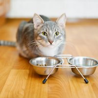 Par septiņu kaķu barības iepakojumu zādzību tiek pie cietumsoda