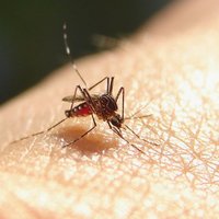 Kas jāzina par Zikas vīrusu? Bīstamie odi Dienvidamerikā un to nodarītais posts