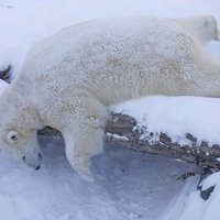 Unikāli kadri: Kā pasaule izskatās polārlāča acīm