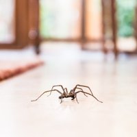 Kāpēc zirnekļi iemīļojuši mājokļus, un kā tikt galā ar citiem nevēlamiem viesiem