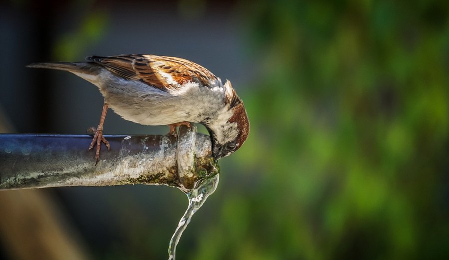 hottest-june-in-british-history-record-breaking-heatwave-sweeps-the-uk