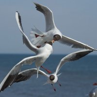 Vāc parakstus, lai Jūrmalā aizliegtu barot putnus