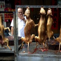 Foto: Ķīnieši vasaras saulgriežos palutina sevi ar suņa gaļu