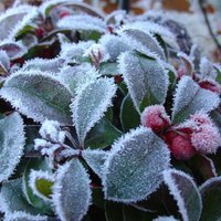 Цветы на балконе зимой: Что сажать и как ухаживать?