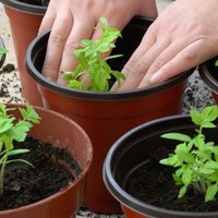 Pašu audzēti tomātu stādi – labākais laiks sējai un kā nepieļaut iesācēju kļūdas?