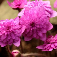 ФОТО. Яркие и красочные: в коллекционном саду в Кокнесе вовсю цветут разноцветные перелески