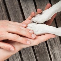 Дело о заморенных голодом собаках: мучители отделались принудительными работами