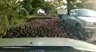 Video: Tūkstošiem pīļu bloķē satiksmi Taizemē