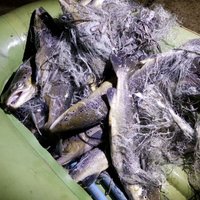 Maluzvejnieki Ventas rumbā nodarījuši zaudējumus 8256 eiro apmērā
