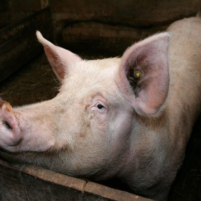 Австралийка продает паб вместе с пьющей свиньей