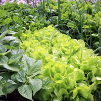 Kādēļ salātus, kāpostus un citus dārzeņus vērts audzēt blīvi un platākās vagās