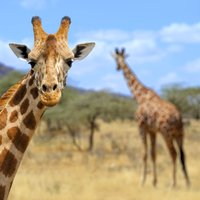 Žirafes drīzumā varētu izmirt, brīdina speciālisti